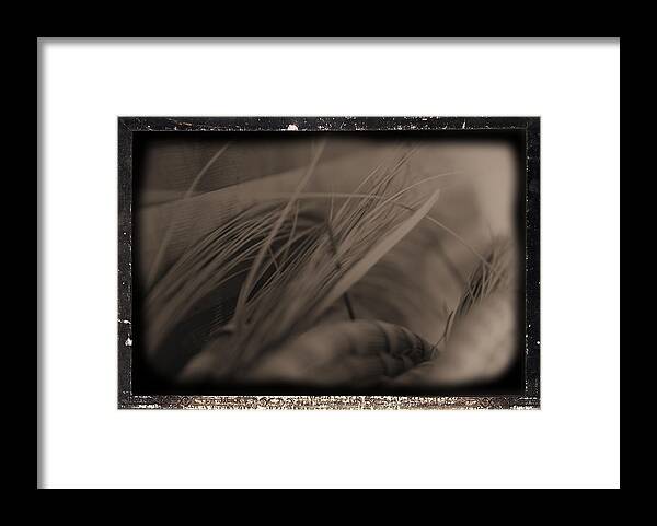African American Framed Print featuring the photograph Sweetgrass III by Tometta Pouncie