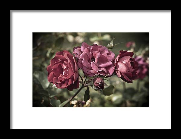 Bloom Framed Print featuring the photograph Sweetly Pink by Christi Kraft