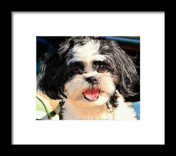 Pup Framed Print featuring the photograph Sweetness by Antonia Citrino