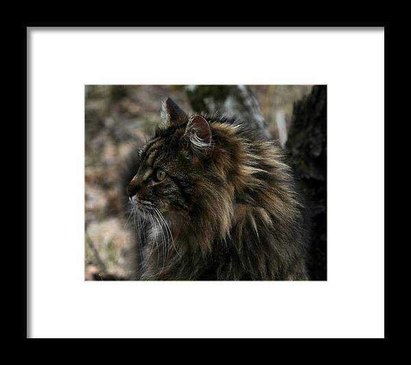 Cat Framed Print featuring the photograph Swiffer by Michael Dougherty