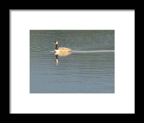 Swimming Framed Print featuring the photograph Swimming Papa Goose by Nina Kindred