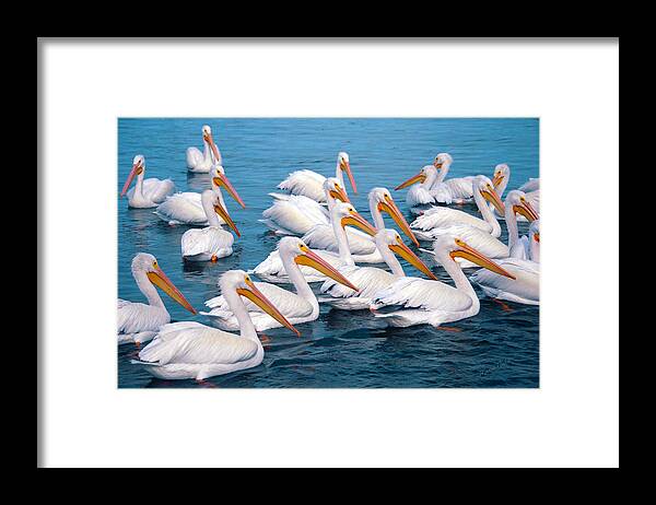 White Pelicans Framed Print featuring the photograph Swimming Party by Maria Nesbit