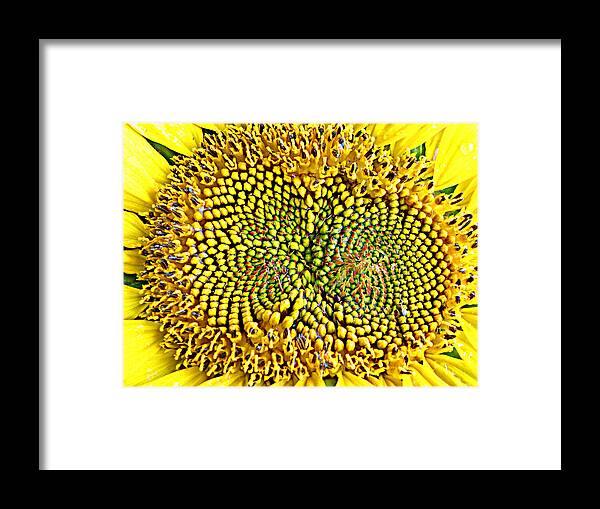 Sunflower Framed Print featuring the photograph Swirling Sunflower Bloom by Kim Galluzzo