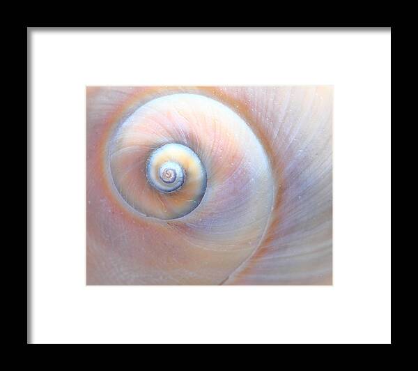 Seashell Framed Print featuring the photograph Swirls by Angela Murdock