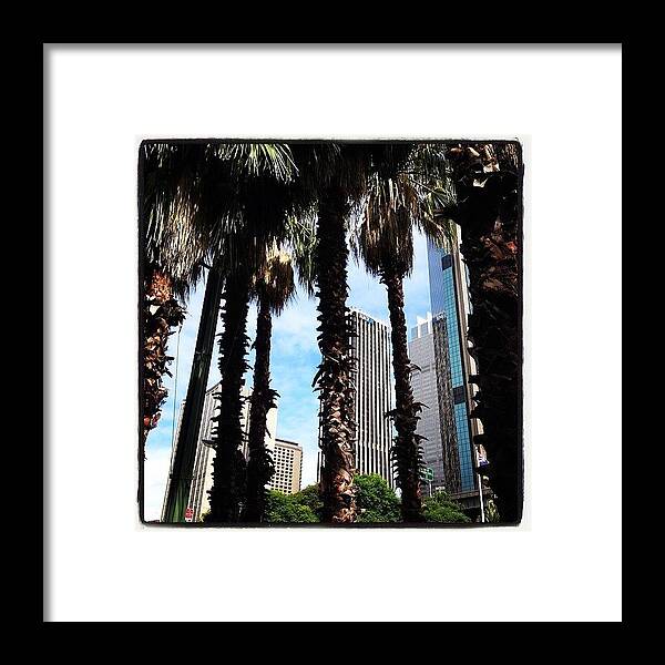 Summer Framed Print featuring the photograph #sydney #circularquay #summer #trees by Robert Hutchison