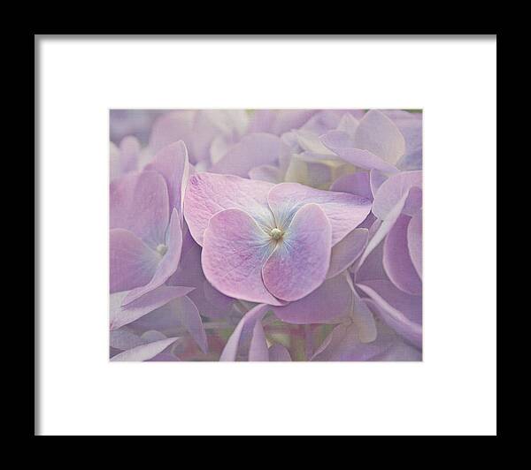 Hydrangea Framed Print featuring the photograph Symphony in Purple by Kim Hojnacki