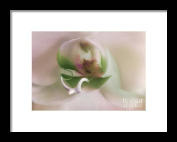 White Orchid Framed Print featuring the photograph Symphony of Elegance by Mary Lou Chmura