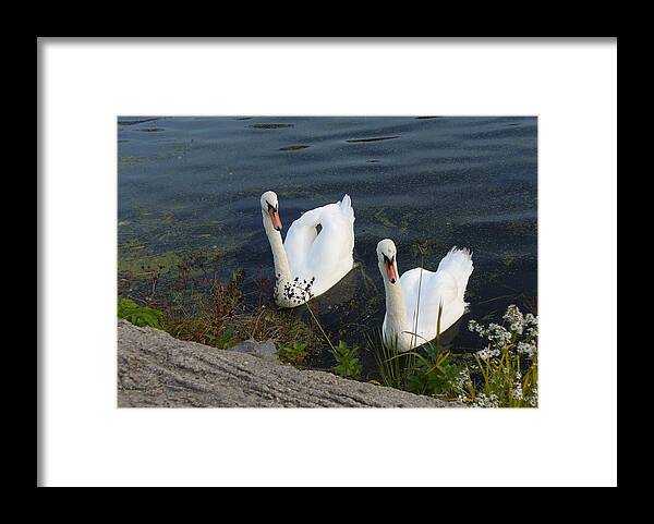 Nature Framed Print featuring the photograph Synchronicity by Lingfai Leung