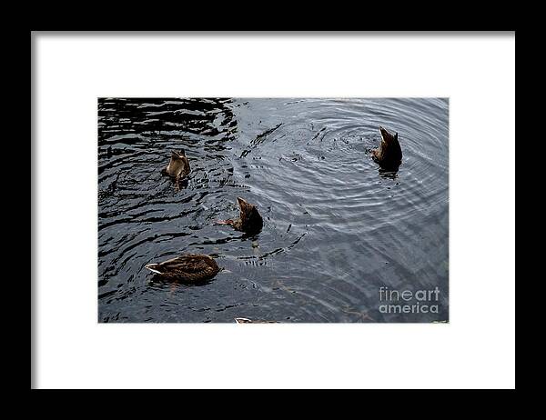 Mallard Framed Print featuring the photograph Synchronised Swimming Team by Scott Lyons