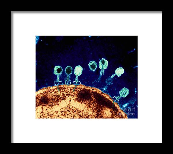 Bacteriophage Framed Print featuring the photograph T-bacteriophages and e-coli by Eye Of Science