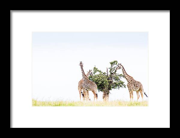 Africa Framed Print featuring the photograph Table For Three - Color by Mike Gaudaur