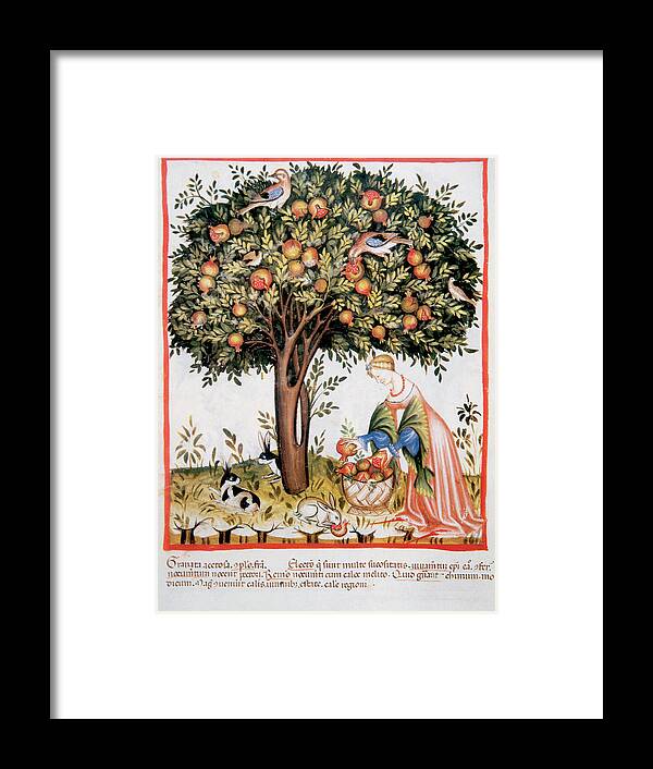 14th Framed Print featuring the photograph Tacuinum Sanitatis, Medieval Health by Prisma Archivo