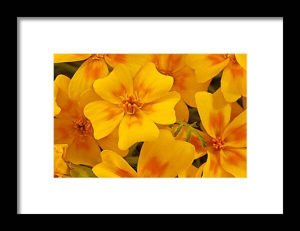 Marigold Framed Print featuring the photograph Tagette Marigold Blossoms Macro by Sandra Foster
