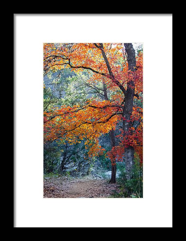 Tree Boughs Framed Print featuring the photograph Take A Bough by Debbie Karnes
