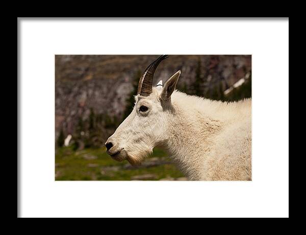 Mountain Goat Framed Print featuring the photograph Take My Photo Please by Bruce Gourley