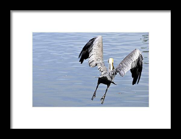 Wildlife Framed Print featuring the photograph Take Off by AJ Schibig