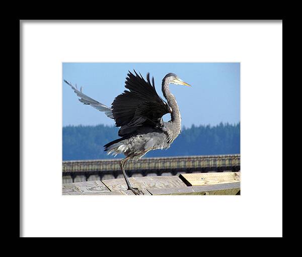 Birds Framed Print featuring the photograph Take off by I'ina Van Lawick