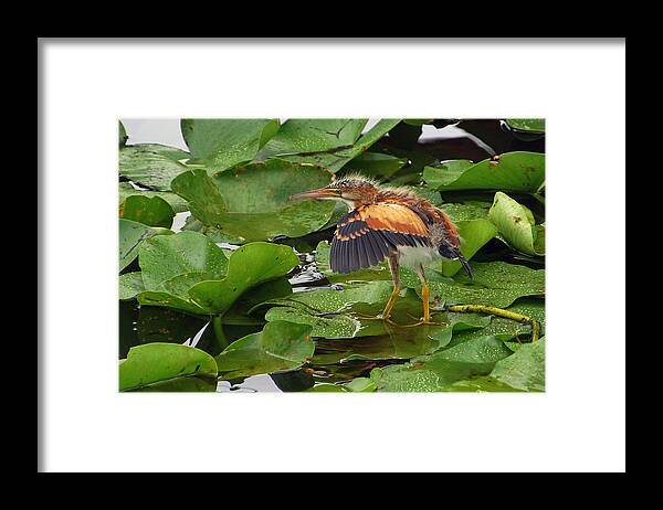 Least Bittern Framed Print featuring the photograph Taking a Stroll by Leda Robertson