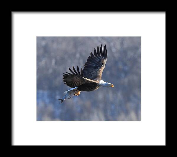 American Bald Eagle Framed Print featuring the photograph Taking dinner home by Coby Cooper