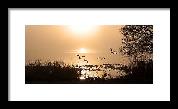 Nature Framed Print featuring the photograph Taking Flight by Peggy Urban