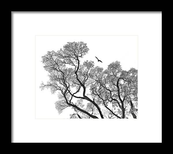Bird Framed Print featuring the photograph Taking Flight by Russell Brown