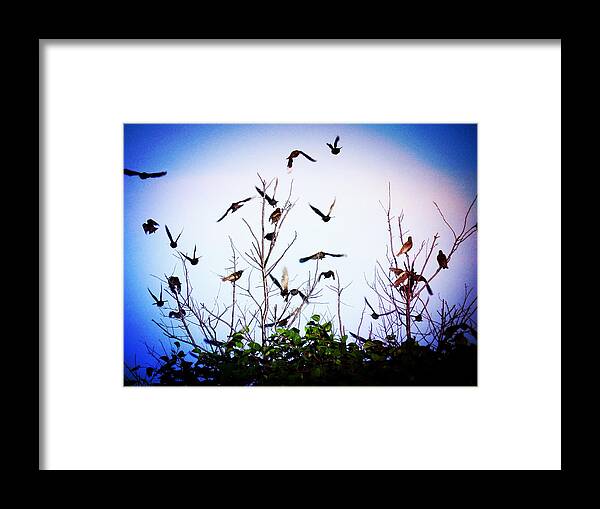 Birds Framed Print featuring the photograph Taking Off by Zinvolle Art