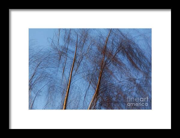 Trees Framed Print featuring the photograph Talking trees by Casper Cammeraat