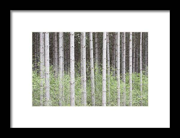 Trees Framed Print featuring the photograph Tall Pines by Patty Colabuono