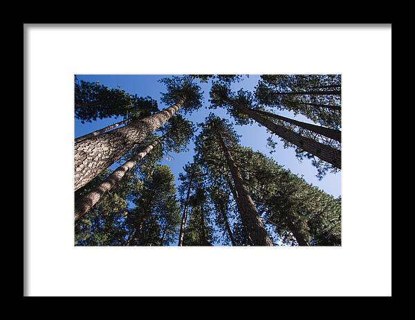 Trees Framed Print featuring the photograph Talls trees Yosemite National Park by Sue Leonard
