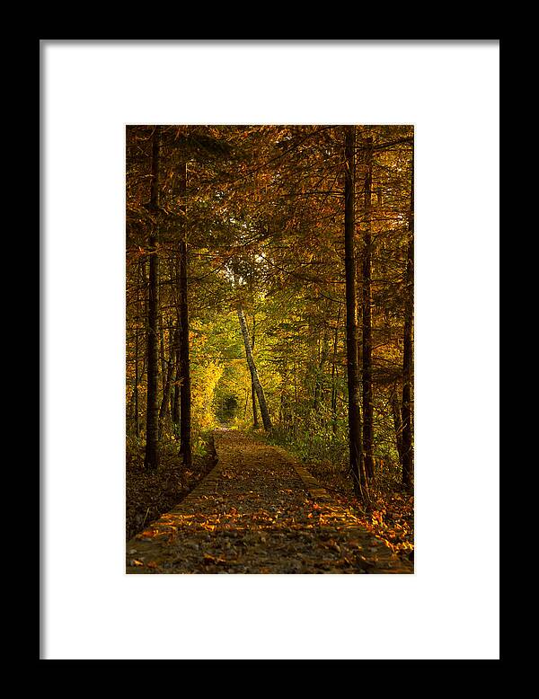 Autumn Framed Print featuring the photograph Tamarac Boardwalk by Penny Meyers
