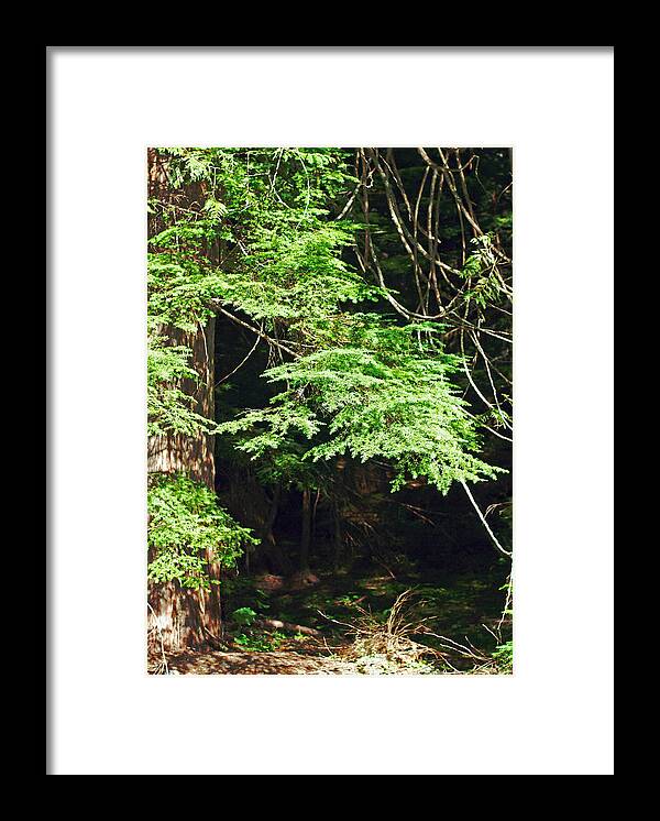 Cedar Tree Framed Print featuring the photograph Tangled Forest. Mount Rainier National Park by Connie Fox