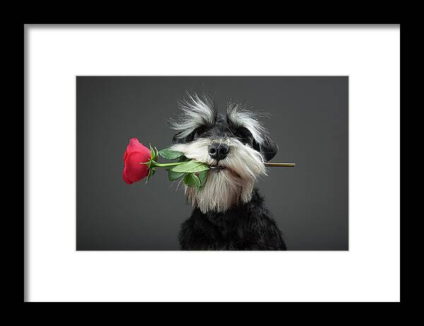 Dog Framed Print featuring the photograph Tango Dancer by Adnan Mahmutovic