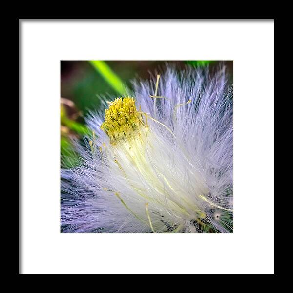 Art Framed Print featuring the photograph Taraxacum by Rob Sellers