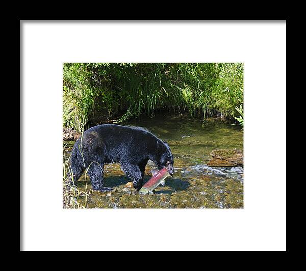 Alaska Framed Print featuring the photograph Tasty Snack by Betty Eich