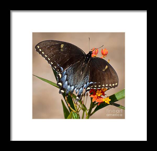 Butterfly Framed Print featuring the photograph Tattered Tails by Kerri Farley