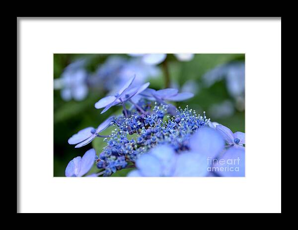 Taube Framed Print featuring the photograph Taube Lacecap Hydrangea by Scott Lyons