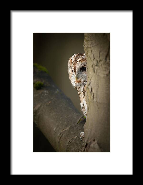 Animal Framed Print featuring the photograph Tawny Owl by Andy Astbury