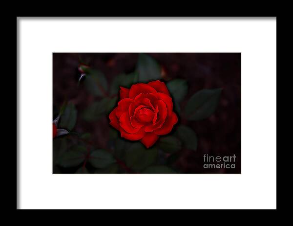 Blossom Framed Print featuring the digital art Tea Rose by Dan Stone