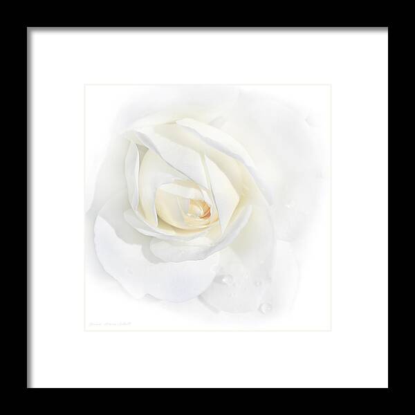 Rose Framed Print featuring the photograph Tears White Rose Flower by Jennie Marie Schell