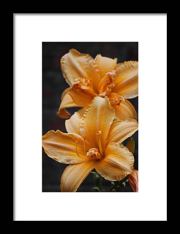 Technicolor Dreamcoat Daylilies Framed Print featuring the photograph Technicolor Dreamcoat Daylilies by Suzanne Gaff