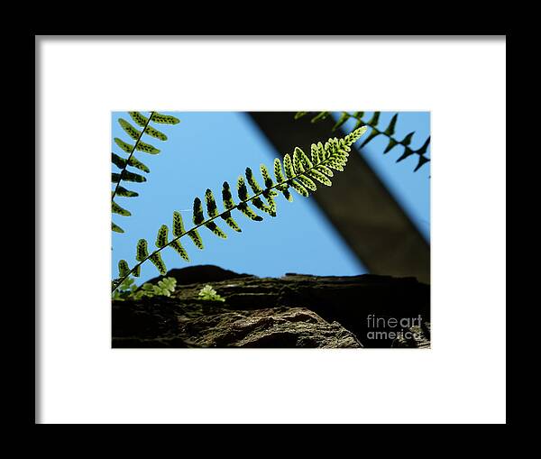 Jane Ford Framed Print featuring the photograph Tenacity by Jane Ford