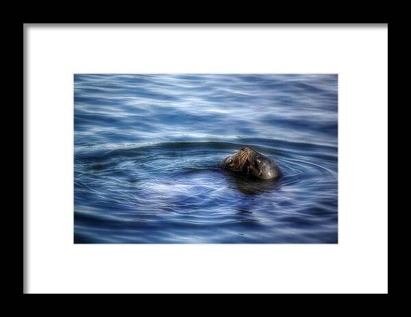 Seals. Seal Framed Print featuring the photograph Tender Kisses by Melanie Lankford Photography