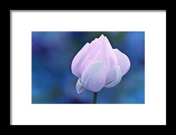 Jenny Rainbow Fine Art Photography Framed Print featuring the photograph Tender Morning with Lotus by Jenny Rainbow