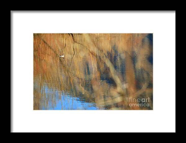 Duck Framed Print featuring the photograph Floating in the Abstract 2 by Michelle Twohig
