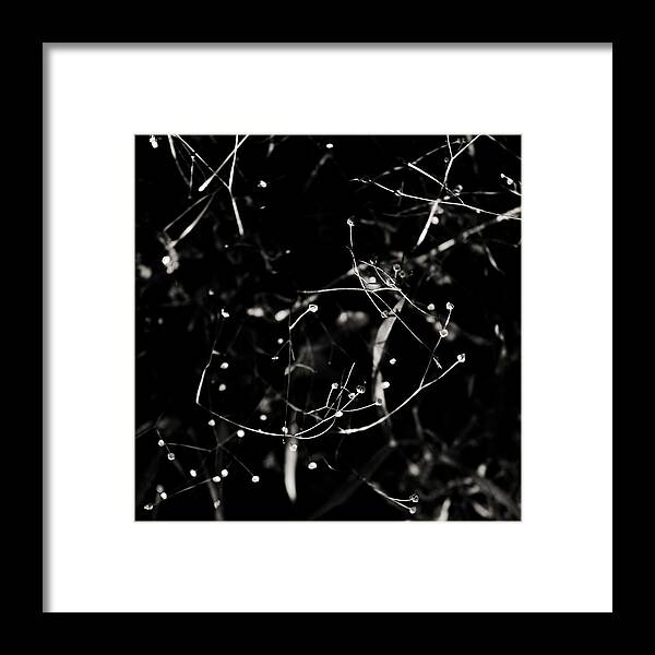 Plant Framed Print featuring the photograph Tendrils by John Magnet Bell