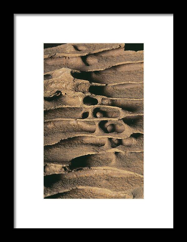 Zoology Framed Print featuring the photograph Termite Nest by Pascal Goetgheluck/science Photo Library