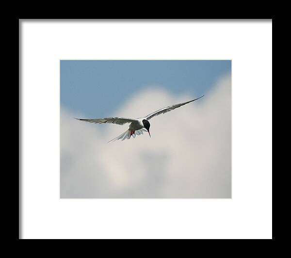 Wildlife Framed Print featuring the photograph Tern in Flight by William Selander