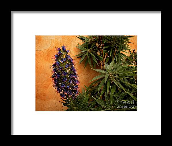 Nature Photography Framed Print featuring the photograph Terracotta and Green by Norman Gabitzsch