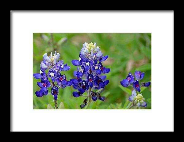Texas Framed Print featuring the photograph Texas Bluebonnets by Debra Martz