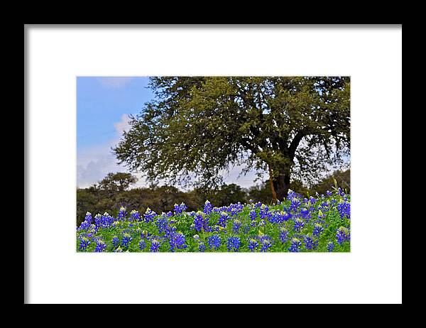 Spring Framed Print featuring the photograph Texas Bluebonnets by Kristina Deane